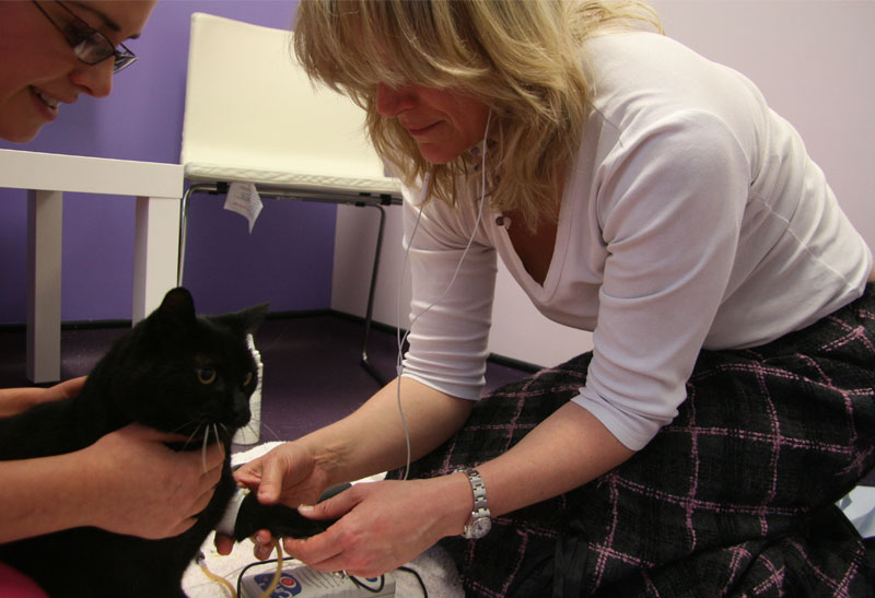 Services for Cats Vet Professionals