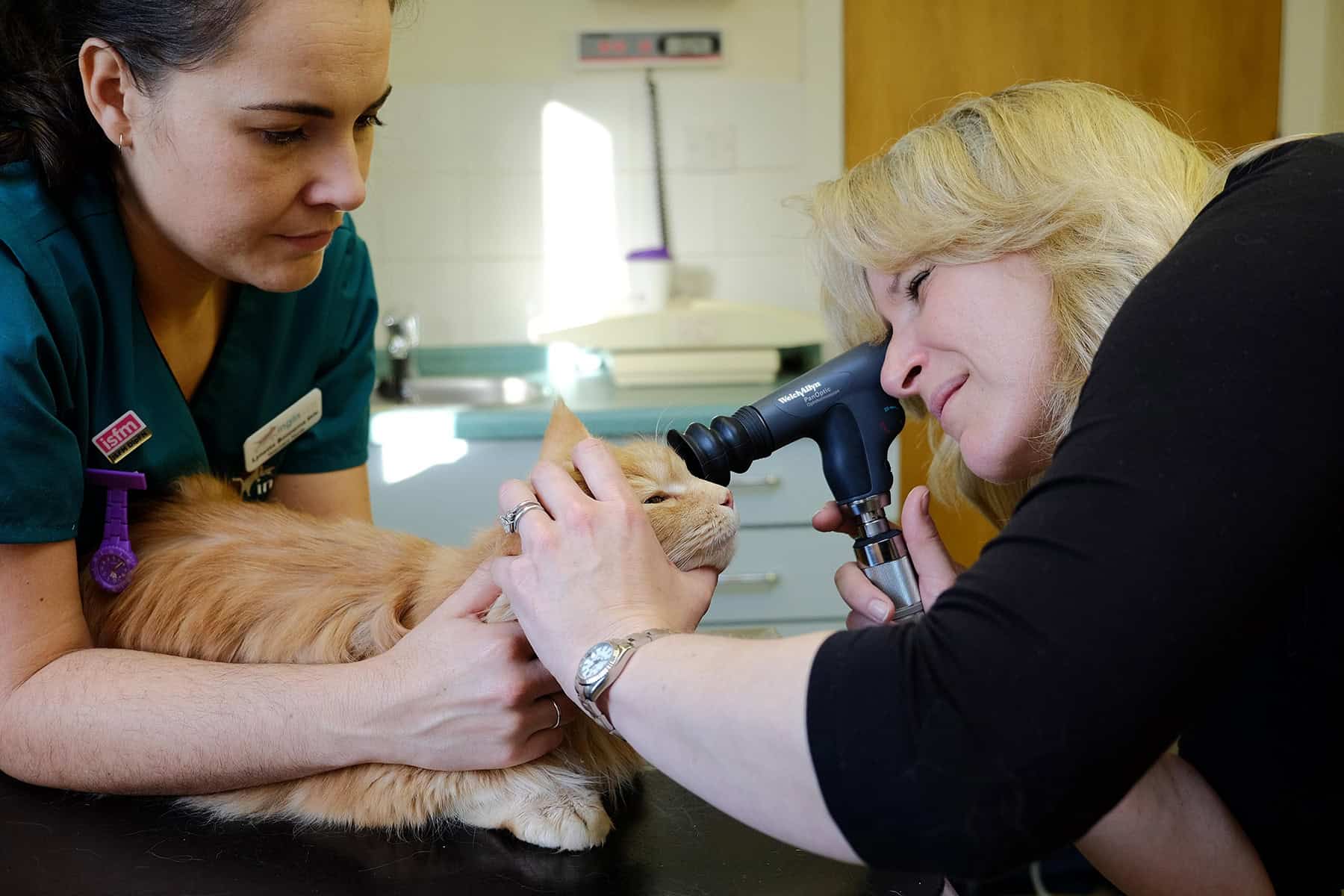 Cat examination