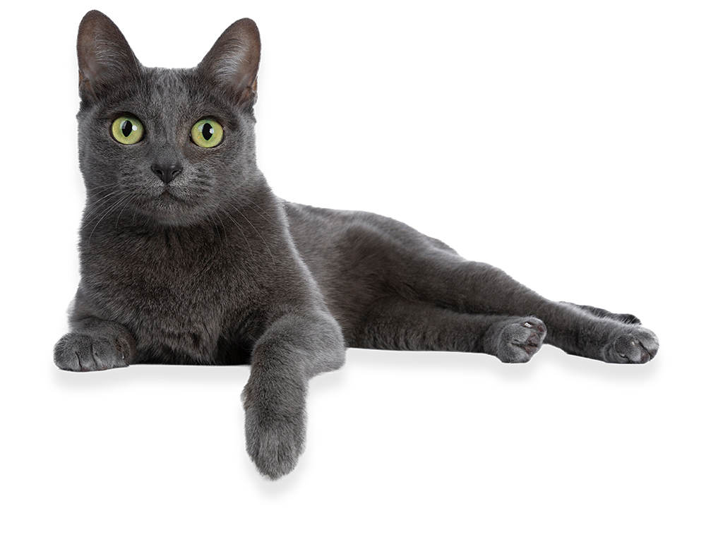 Grey cat lying down