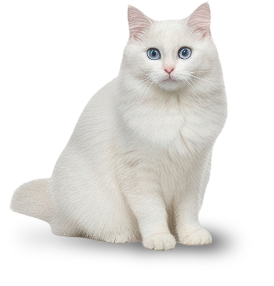White cat