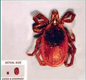 Close-up of an engorged tick next to a comparison image showing its actual size when unfed and engorged, created by a veterinarian, with a white background.