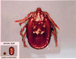 A close-up image of an engorged tick next to a smaller depiction of its unfed size, displayed on a white background to highlight the size difference and physical changes, often used for educational purposes by veterinarians.