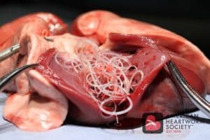 A close-up image of a dissected animal heart infested with thin, white heartworms, showcased on a dark background with surgical tools visible. The image includes the veterinarian society logo.