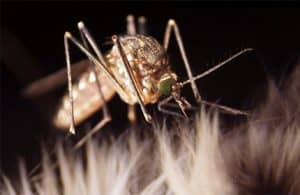 Close-up image of a mosquito perched on a fuzzy surface, showcasing its detailed anatomy and fine hair-like structures on its legs and body, useful for veterinarian studies.