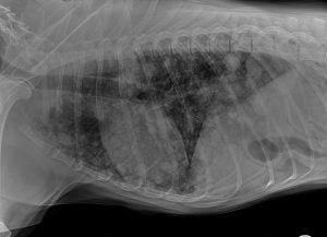 xray of canine stomach at veterinary clinic mt pleasant sc