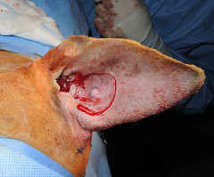 Close-up of a surgical procedure on a dog’s ear, showing an incision and the inner structure of the ear exposed. The skin around the area is shaved, and the dog is draped with blue sterile cloths. A gloved hand is visible in the background.