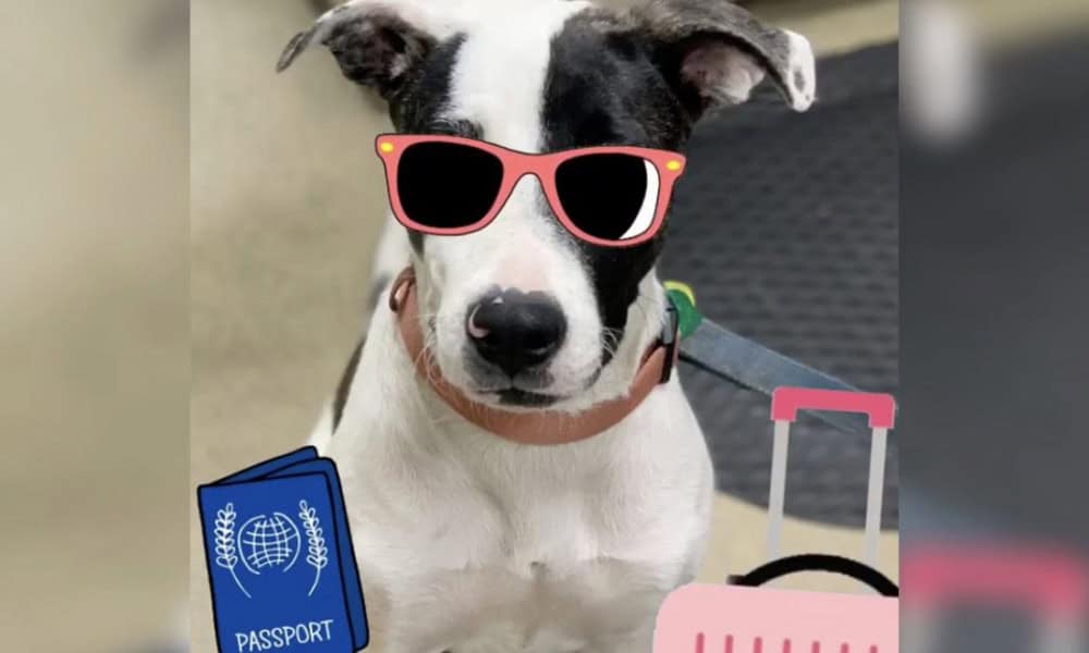 A black and white dog wearing pink sunglasses, with cartoon graphics of a passport and a suitcase near a vet clinic, hinting at travel readiness.