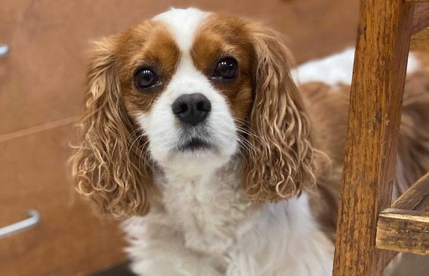 late senior geriatric dog