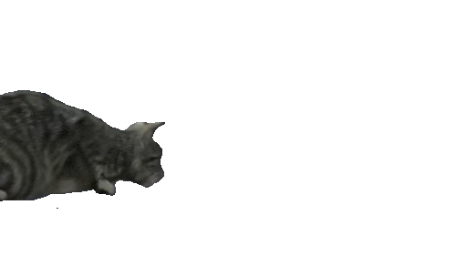 A tabby cat with grey and black stripes is lying down on a transparent background, facing toward the left of the image, suitable for use by veterinarians.