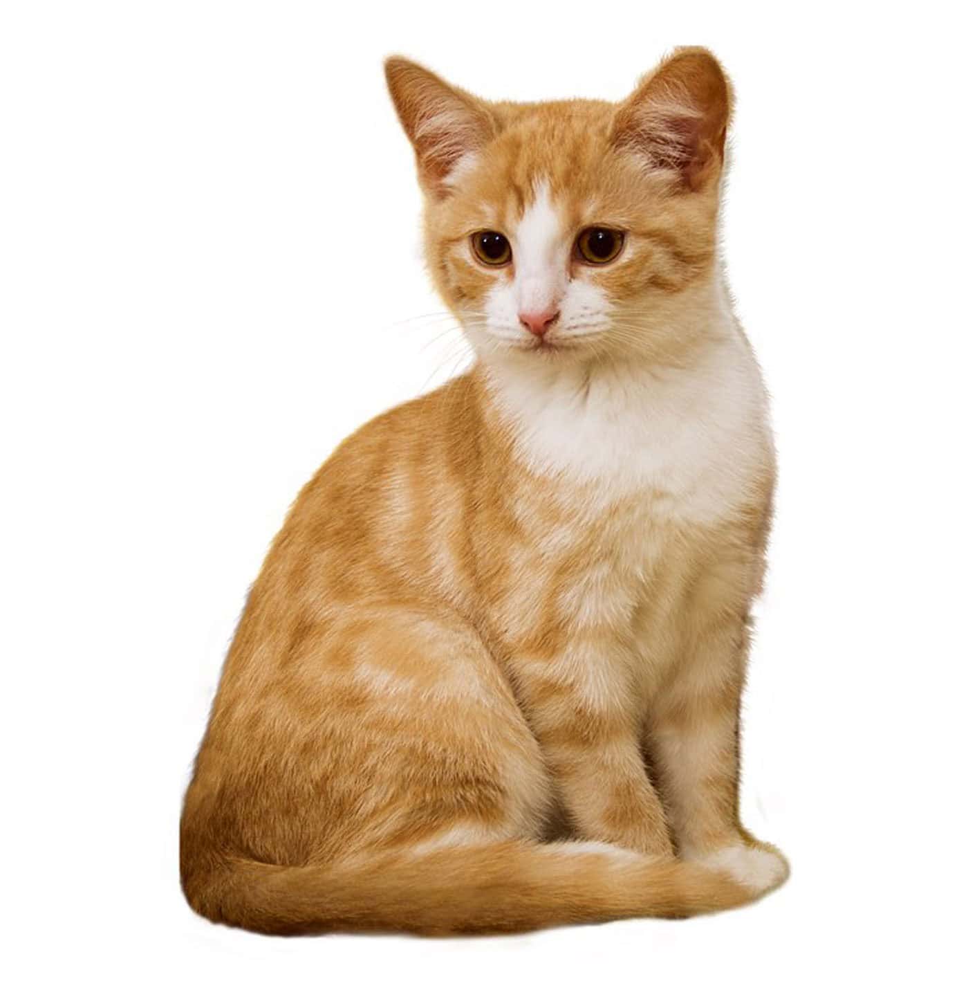 cat ready for animal hospital exam
