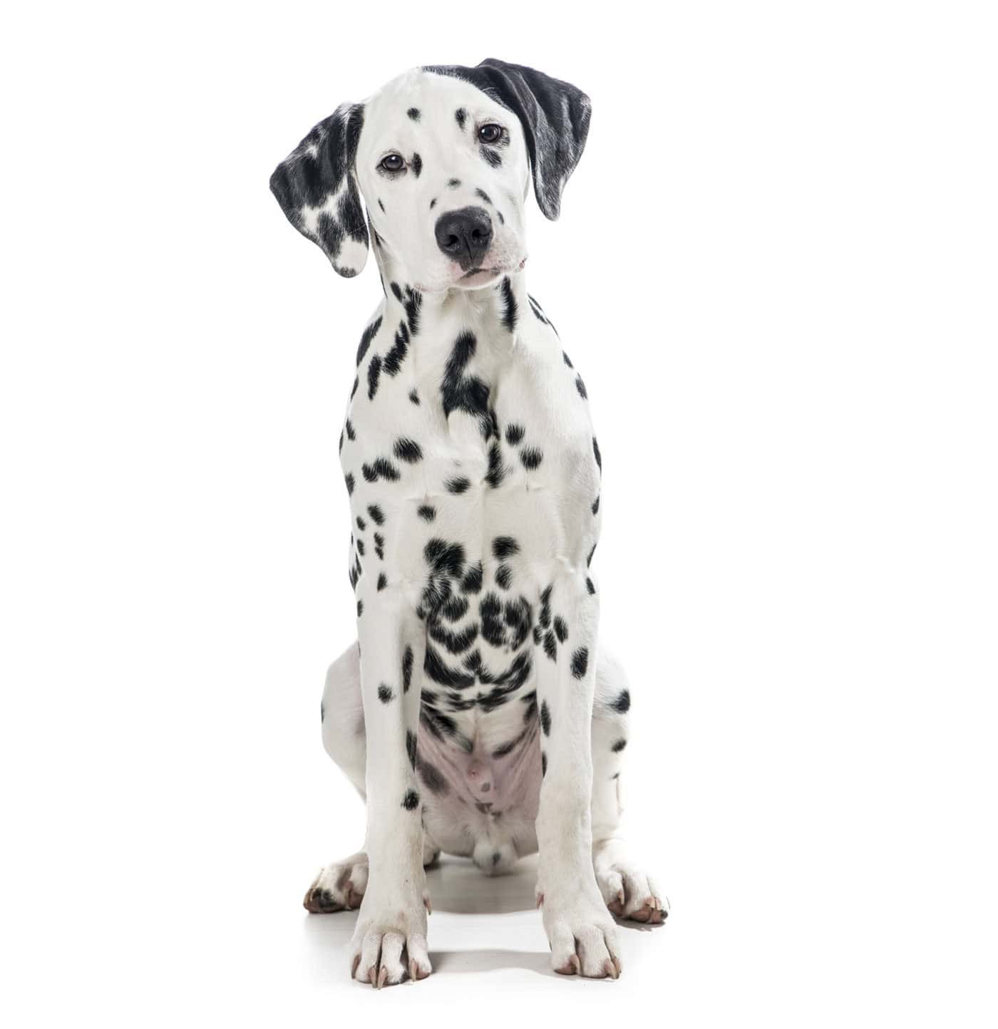 canine at vet clinic