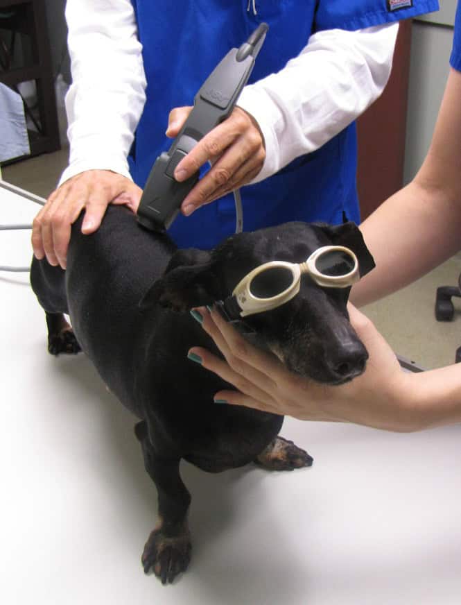 canine laser therapy after surgery mt pleasant vet clinic