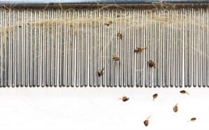 Close-up of a metal flea comb with fine teeth capturing multiple fleas and flea dirt against a white background, used by a veterinarian.