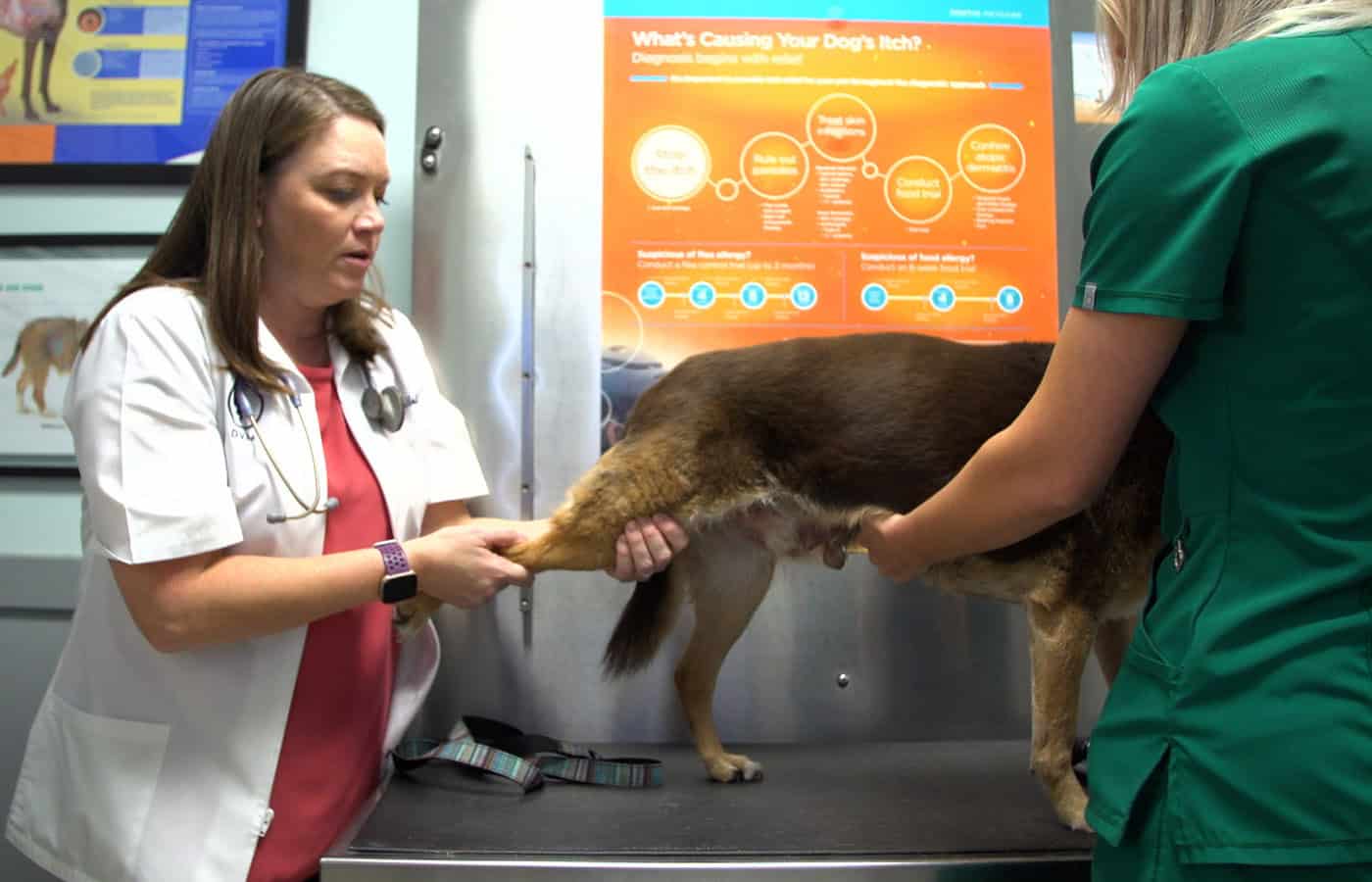 A vet and a veterinary technician examine the hind leg of a brown dog in a clinic, with an educational poster about dog health in the background.