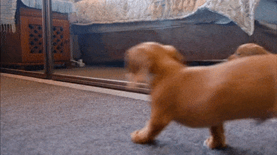 Kendreia GIF