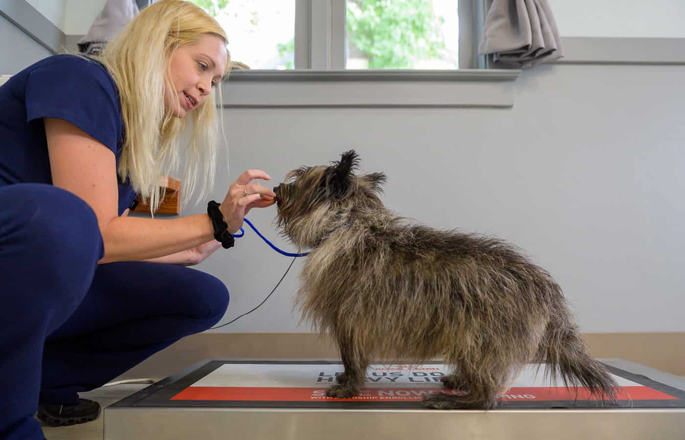 A vet examining a scruffy terrier with a stethoscope in a clinic, with focus and care, as the dog stands on an examination table.