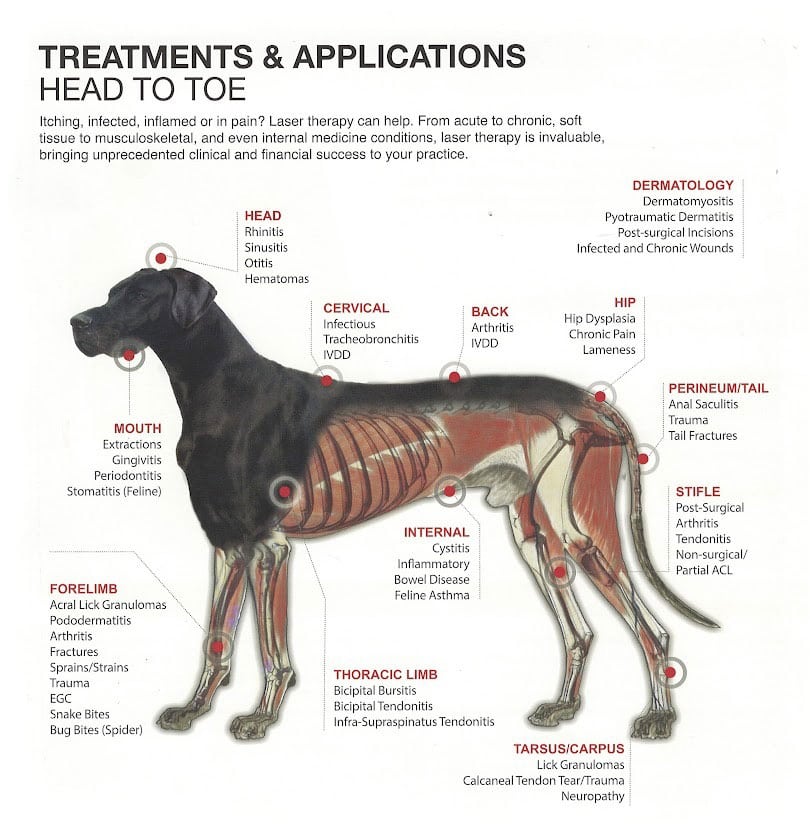 Illustration of a dog with various health issues labeled on its body, including infections, arthritis, and trauma, highlighting areas like head, internal organs, and limbs for veterinarian educational use.