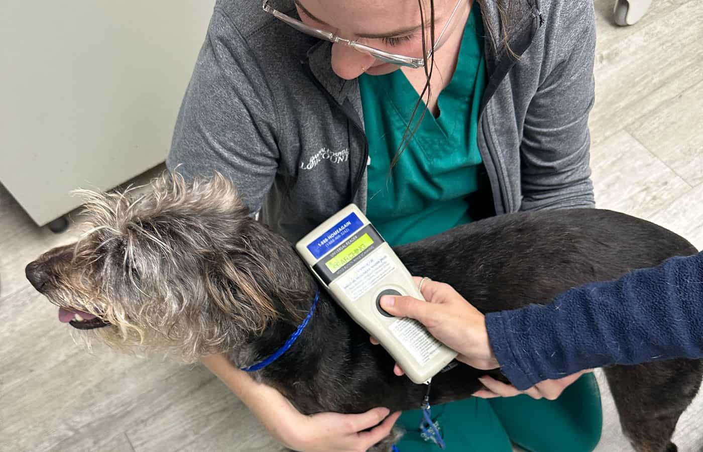 A vet scanning a microchip on a scruffy, dark-haired dog held closely by a woman wearing a medical uniform and a stethoscope.