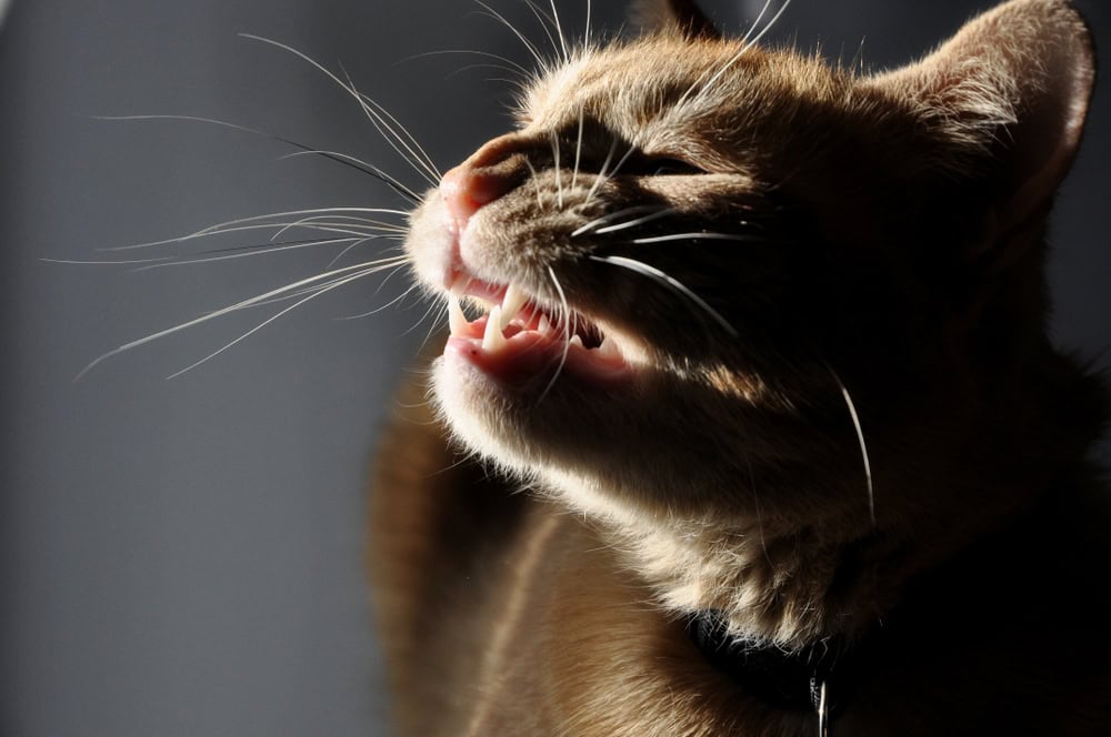 A close-up image of an orange tabby cat showing its teeth and whiskers, partially illuminated by sunlight, against a dark background at the veterinarian's office.