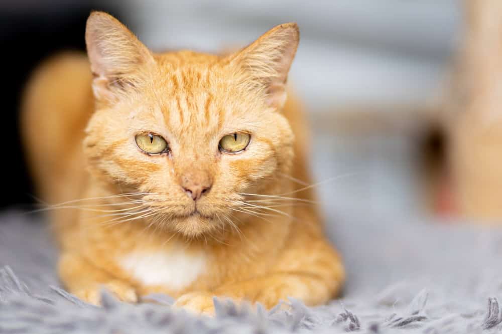 A close-up of an orange tabby cat lying on a soft, gray textured surface. The cat has yellow-green eyes and a calm, relaxed expression. The background is blurred, drawing attention to the cat's detailed fur and face.