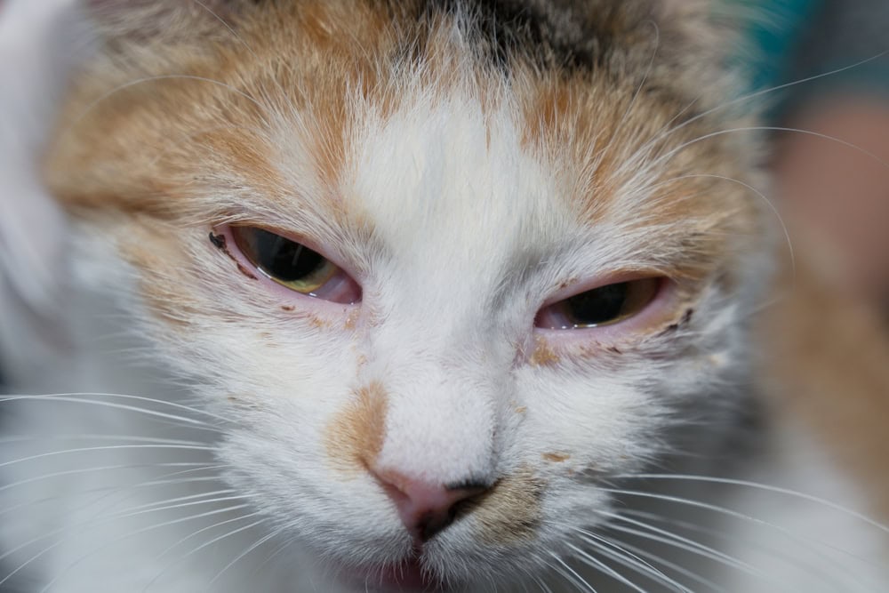 Close-up of a white and orange cat with half-closed eyes that appear irritated or swollen. The cat’s fur looks slightly unkempt, and there is noticeable redness around its eyes, reflecting a possible eye infection or allergy.