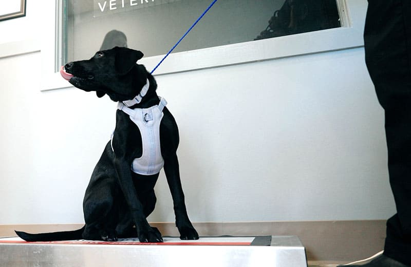Dog Being Weighed | Vet In Mount Pleasant SC | Shuler Veterinary Clinic & Animal Hospital