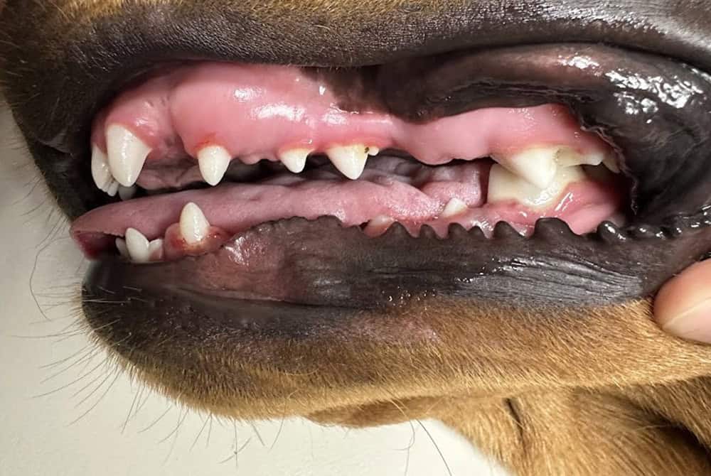 Closeup of Dog’s Teeth | Gum Disease in Dogs & Cats | Shuler Veterinary Clinic | Mount Pleasant SC