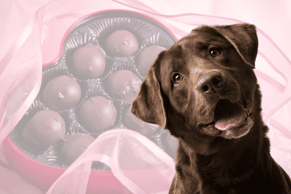 Dog and Chocolate | Can Dogs Eat Chocolate | Shuler Veterinary Clinic | Mount Pleasant SC