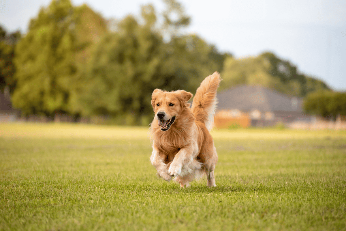 Dog Running on Grass | Fleas on Dogs | Shuler Veterinary Clinic | Mount Pleasant SC