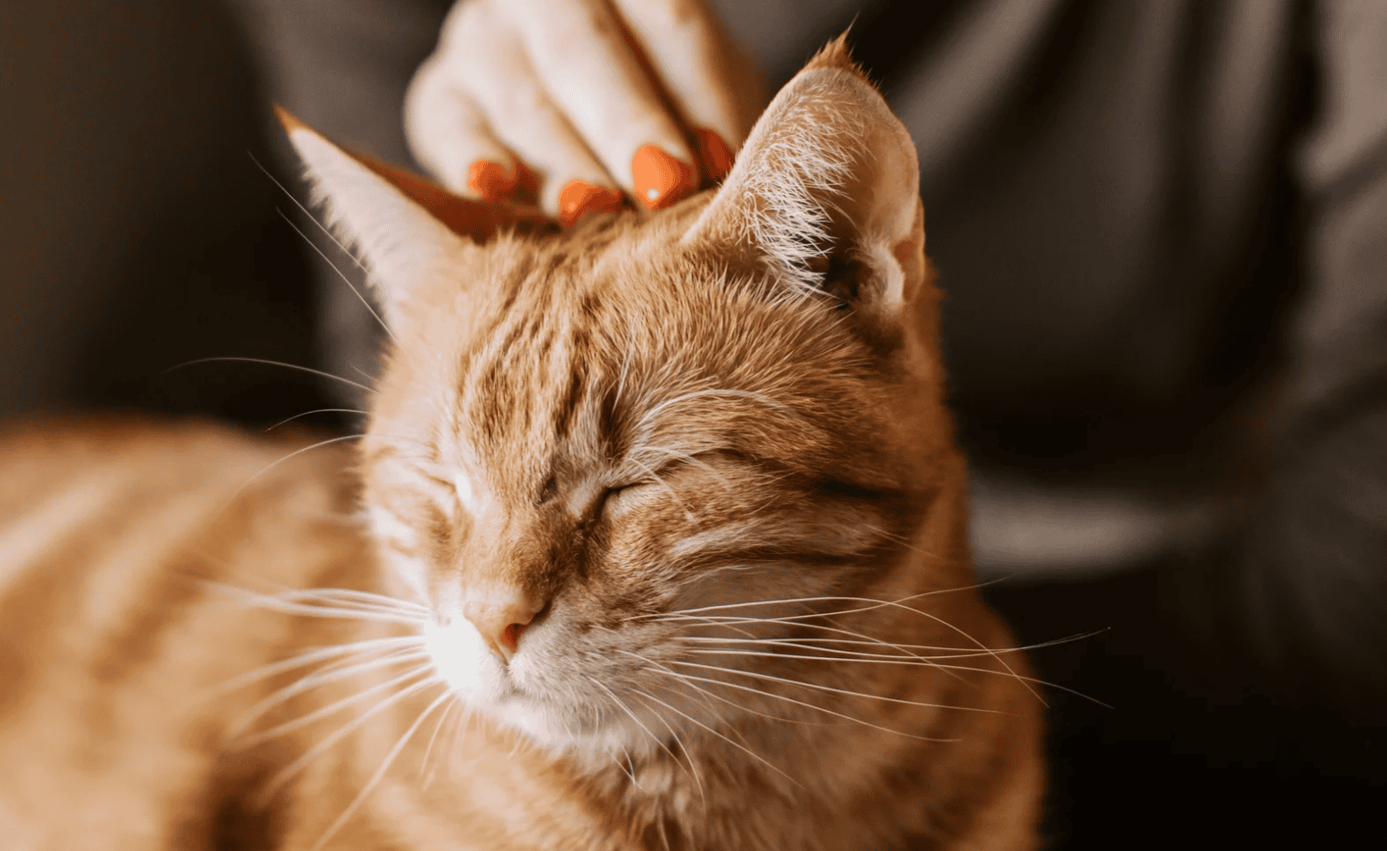 Arthritis in Dogs and Cats
