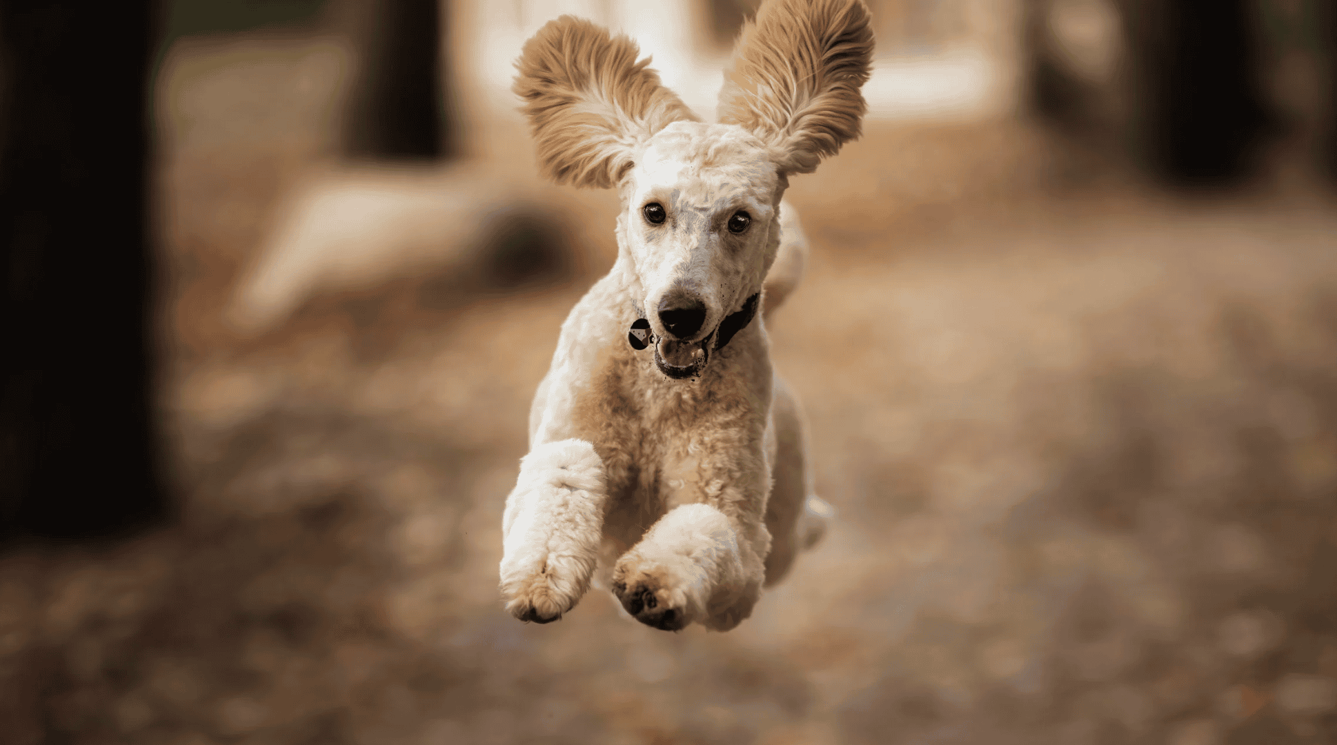 Poodle running in the woods | Pet Allergies | Shuler Veterinary Clinic | Mount Pleasant SC