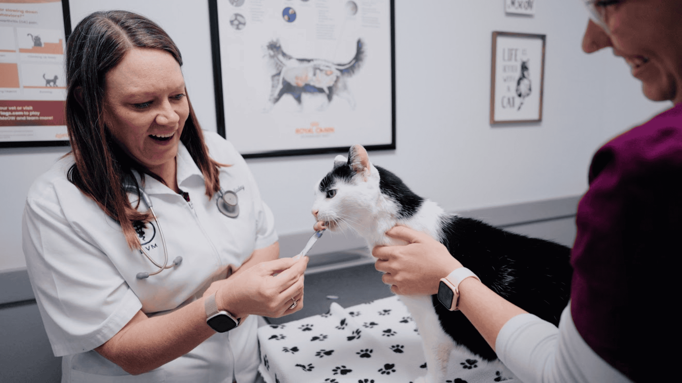 Vet feeding black & white cat | Routine pet care | Shuler Veterinary Clinic | Mount Pleasant SC
