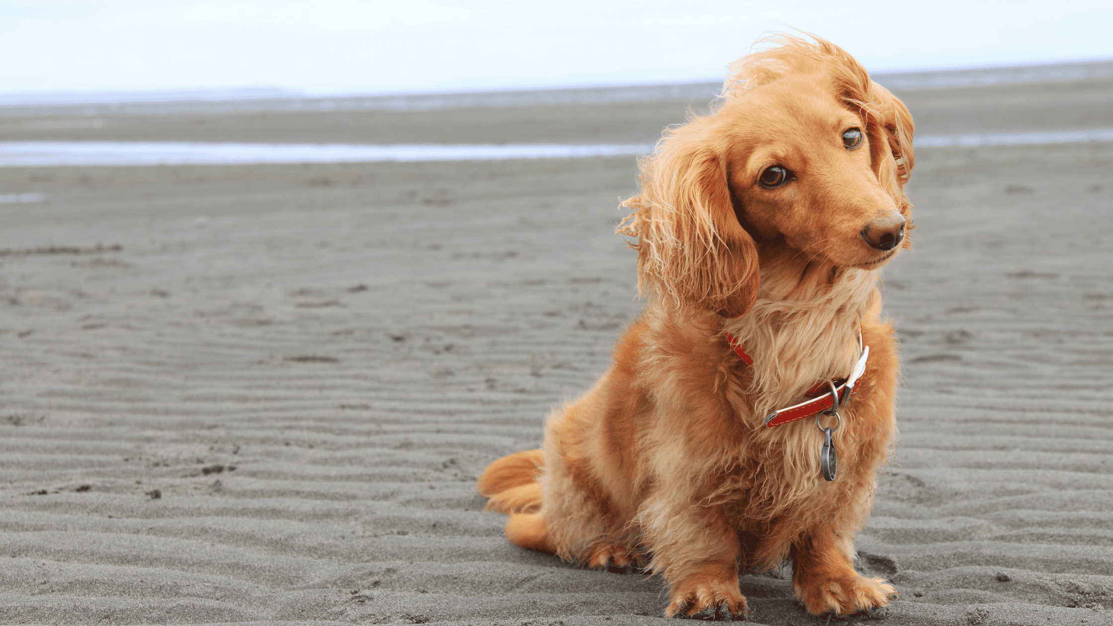 heartworm prevention for pets