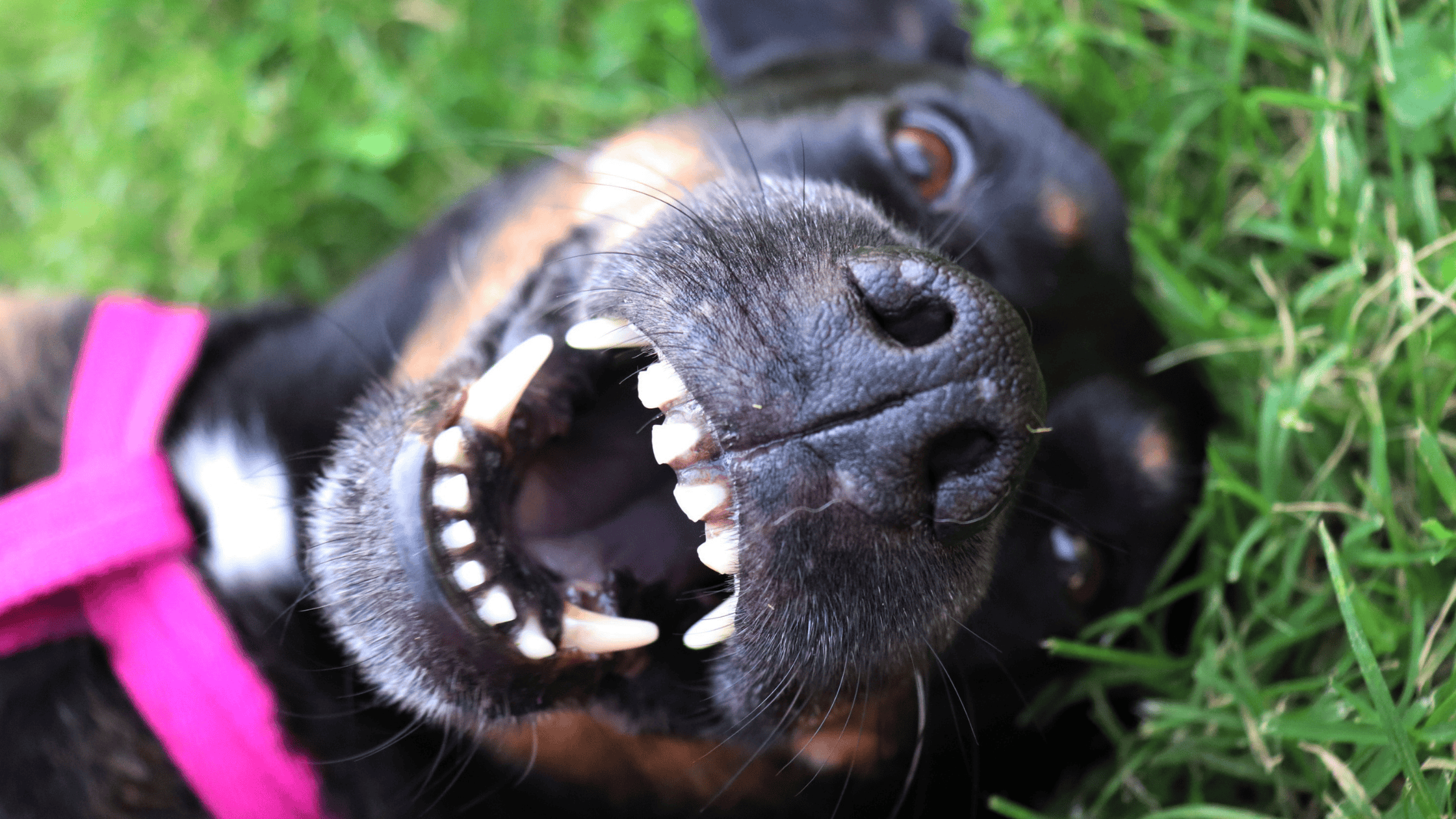 Tri color dog smiling and rolling in grass | pet periodontal disease | Shuler Veterinary Clinic | Mount Pleasant SC