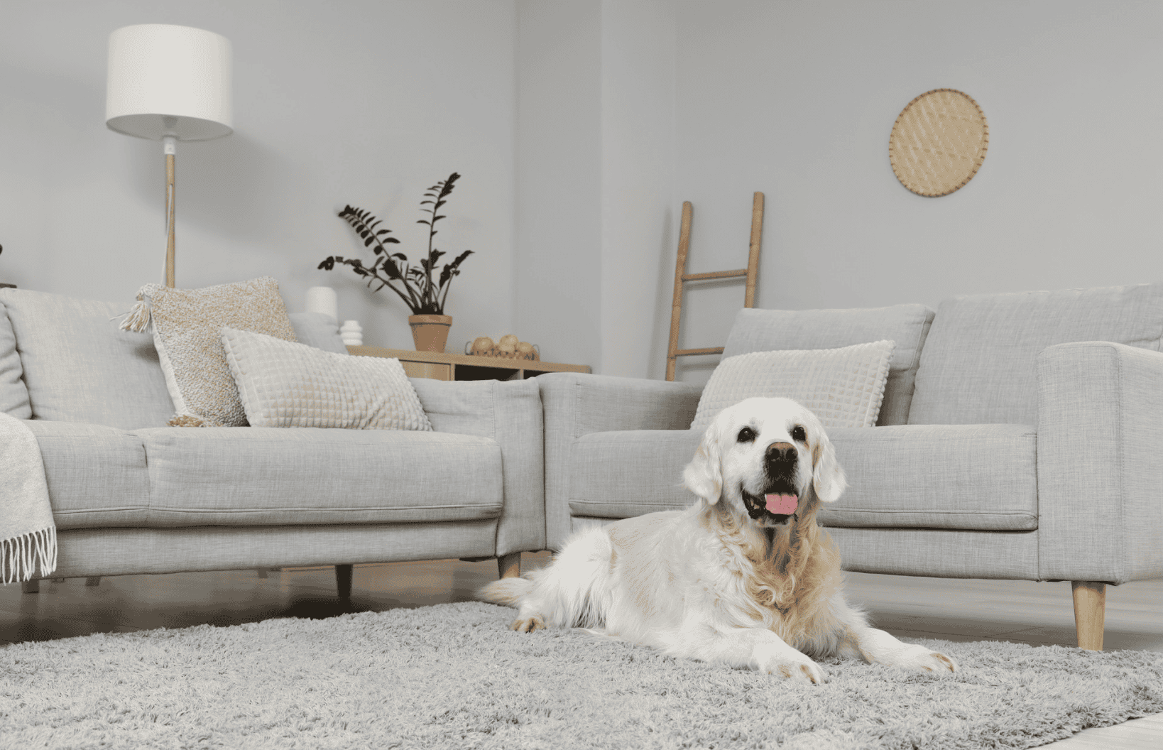 English cream golden laying down in a neutral color livingroom | Cat and Dog Hazards | Shuler Veterinary Clinic | Mount Pleasant SC