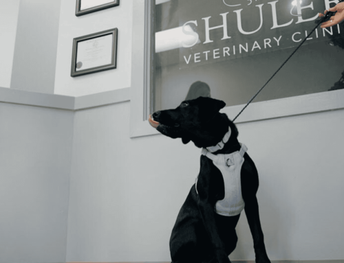 Local Vet Near Me: Why Shuler Veterinary Clinic Is the Right Choice in Mount Pleasant