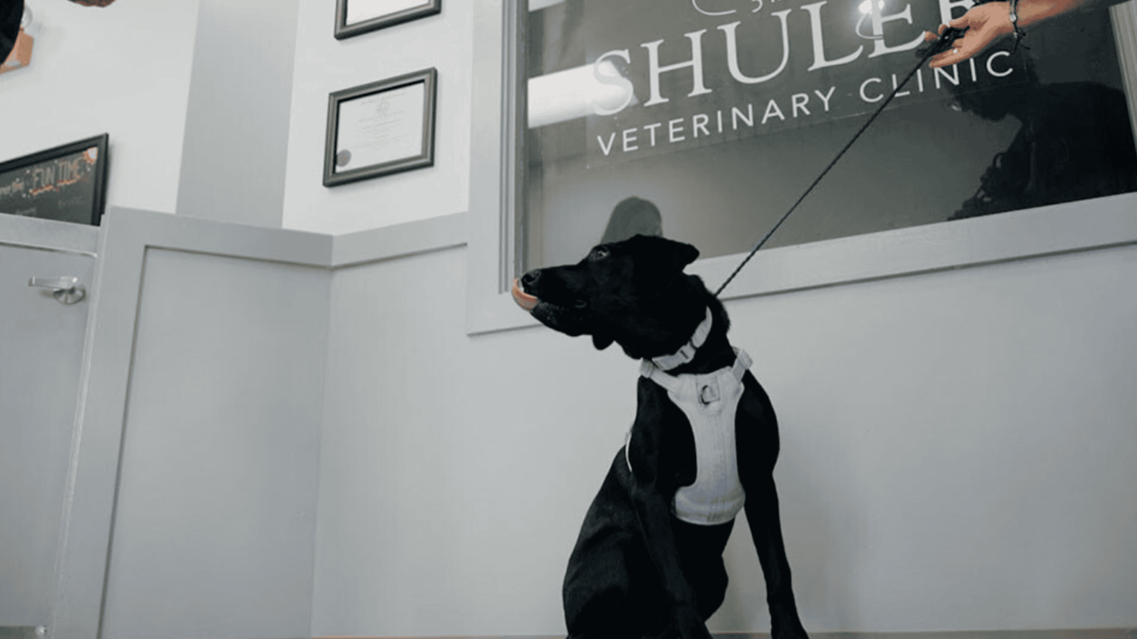 Local Vet Near Me