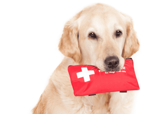 Emergency Preparedness for Pets: Emergency Preparedness Week