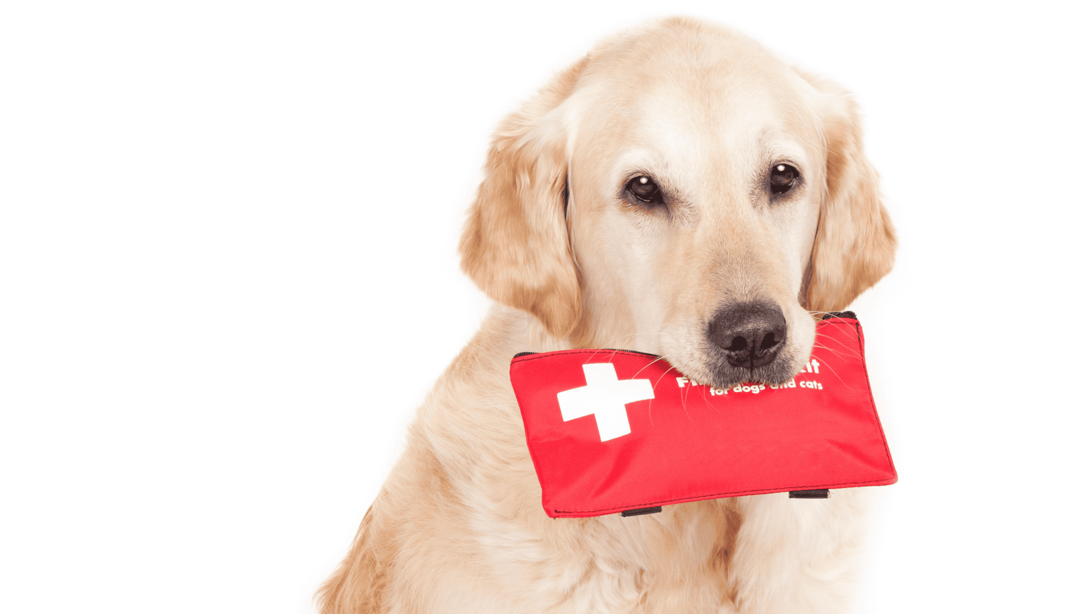 Emergency Preparedness for Pets