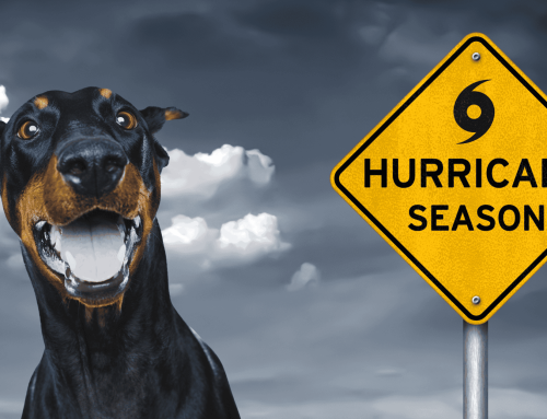 National Pet Preparedness Month
