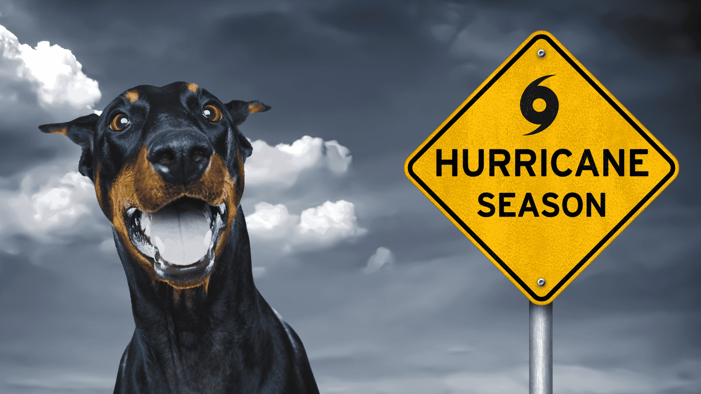 Pet Emergency Preparedness Tips