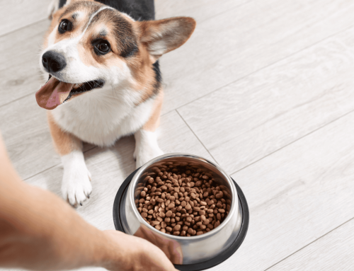 Pet Nutrition Awareness