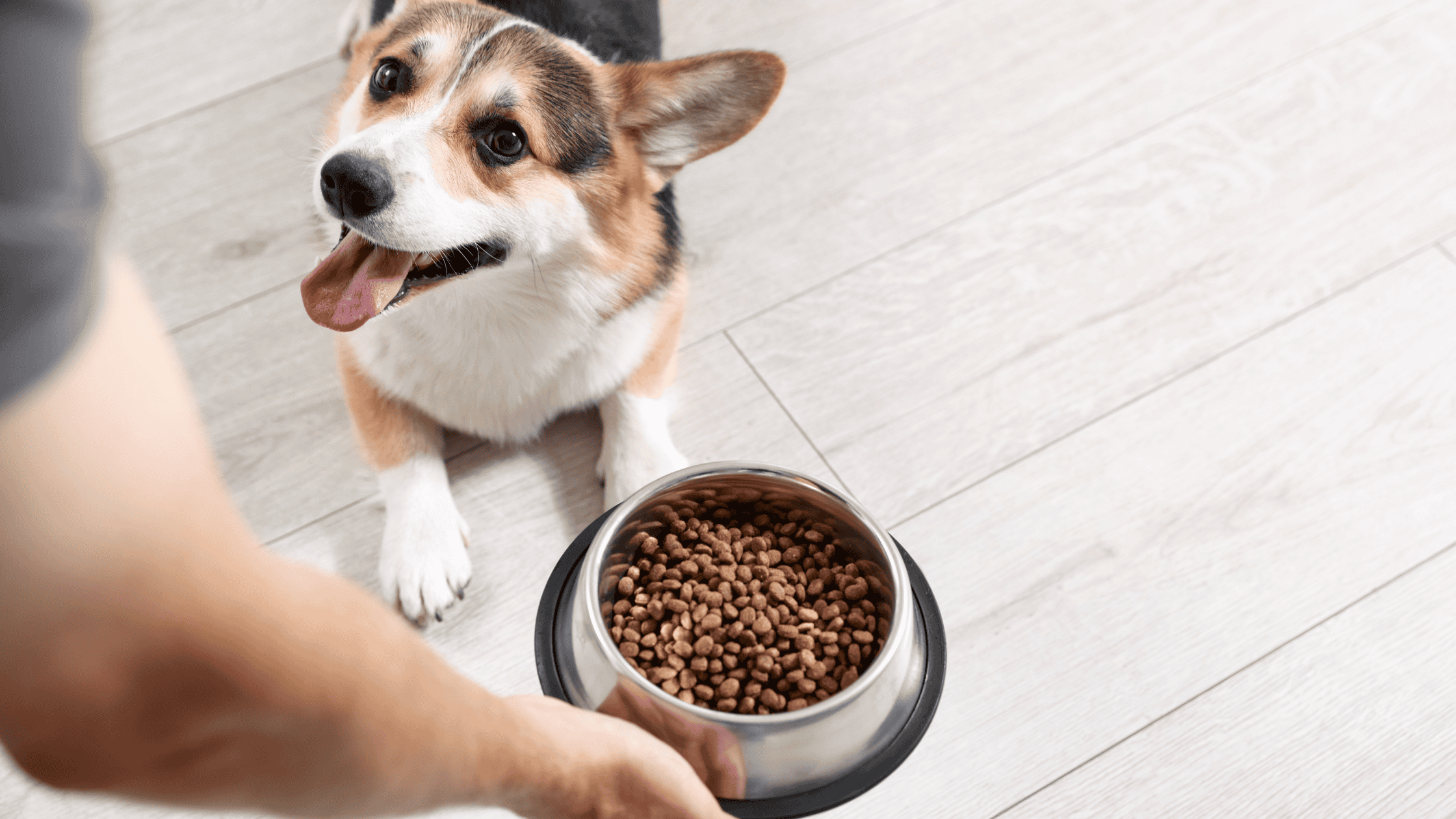 Pet Nutrition Awareness