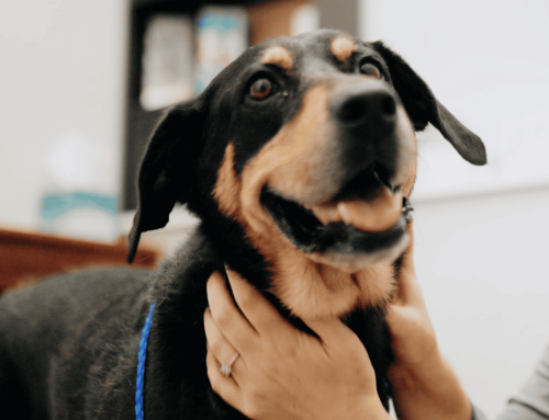 Importance of Vaccines – Dogs and Cats