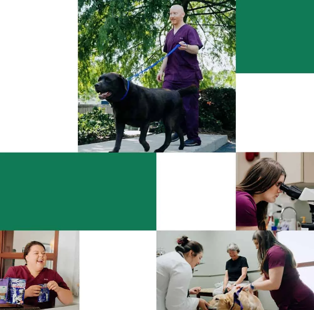A person in purple scrubs walks a dog under a tree. Other scenes show people in a lab with a microscope, laughing at a table, and examining a dog at a clinic. Various activities involve veterinary care and companionship.
