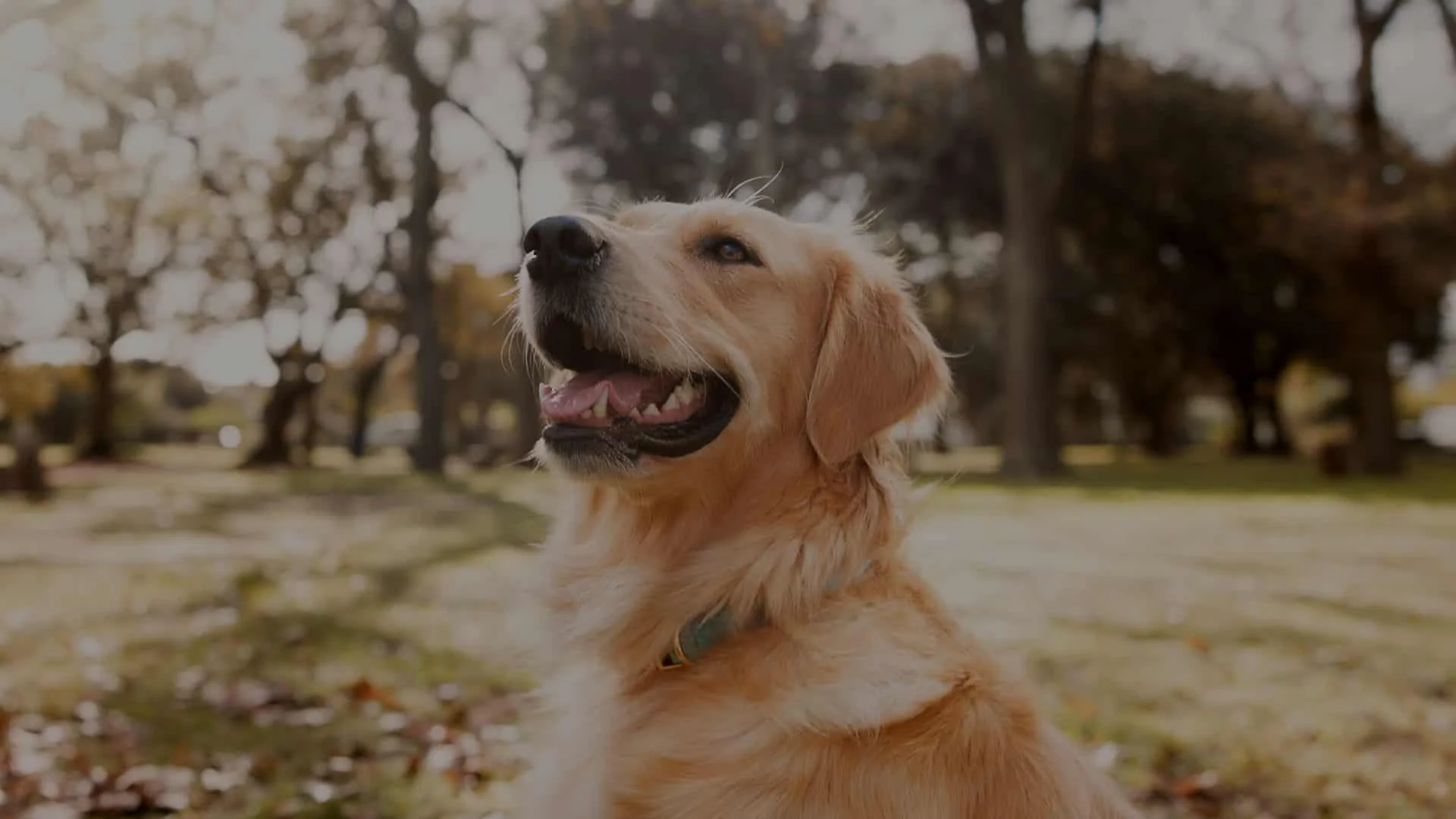 A golden retriever with a collar sits on grass in a sunlit park. The dog is looking upward with its mouth open, appearing happy. Trees and scattered sunlight filter through in the background.