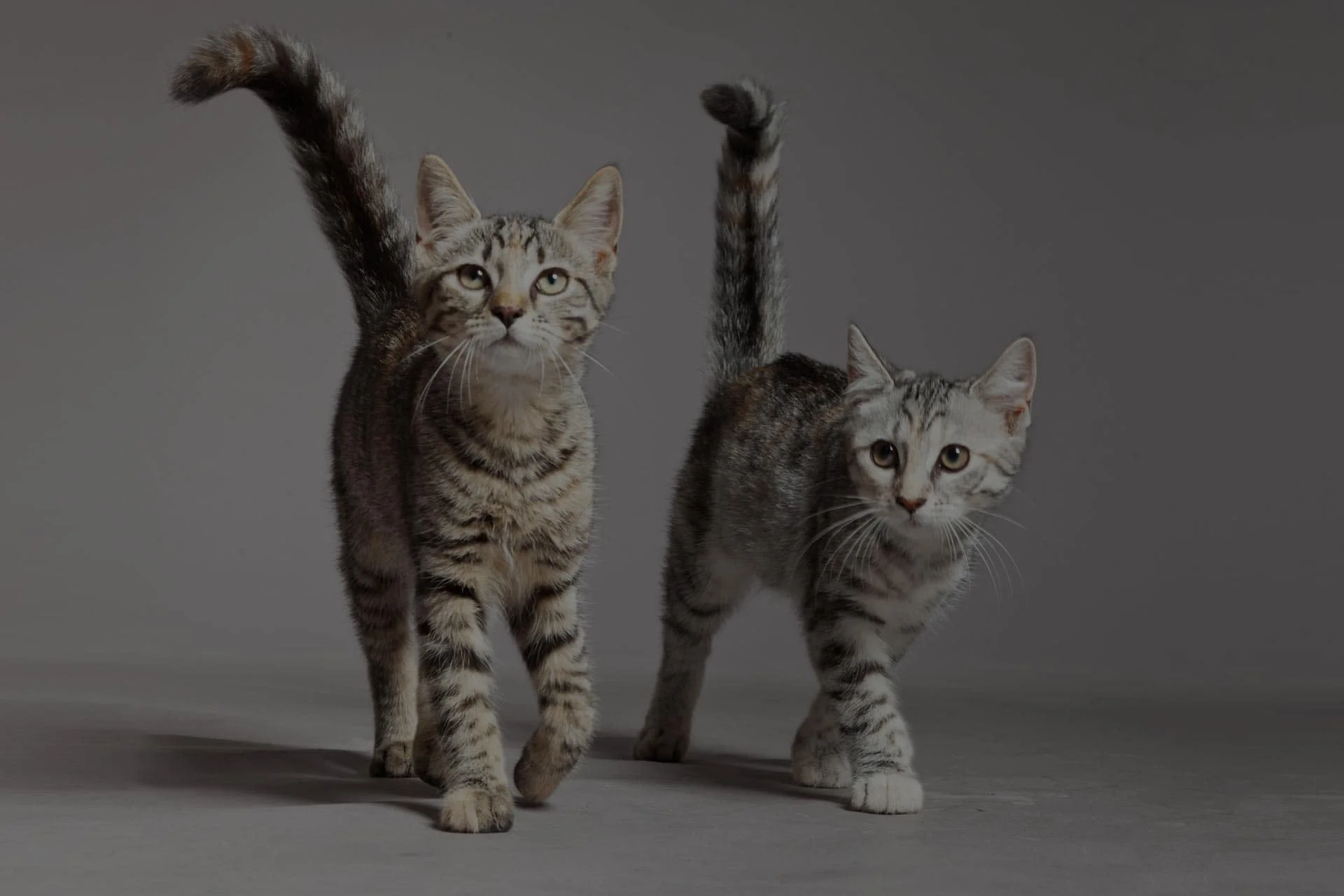 Two curious tabby cats with striped coats, standing on a grey background, looking directly at the camera with tails held high, possibly waiting for their vet appointment.