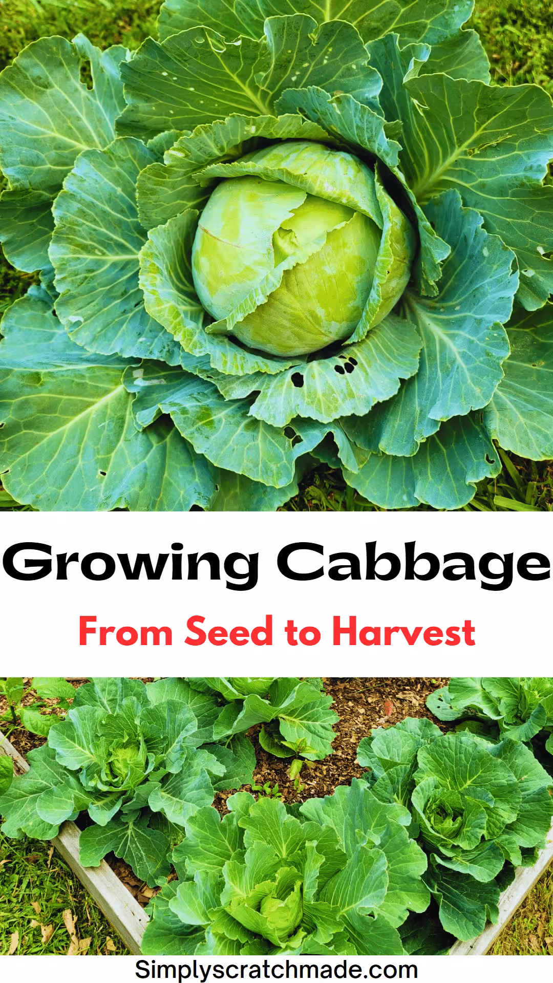 Growing Cabbage
