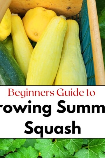 Growing Summer Squash