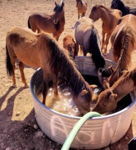 Horses drinking water in a large container on dusty ground, outdoor setting, rural farm or rescue sanctuary scene.